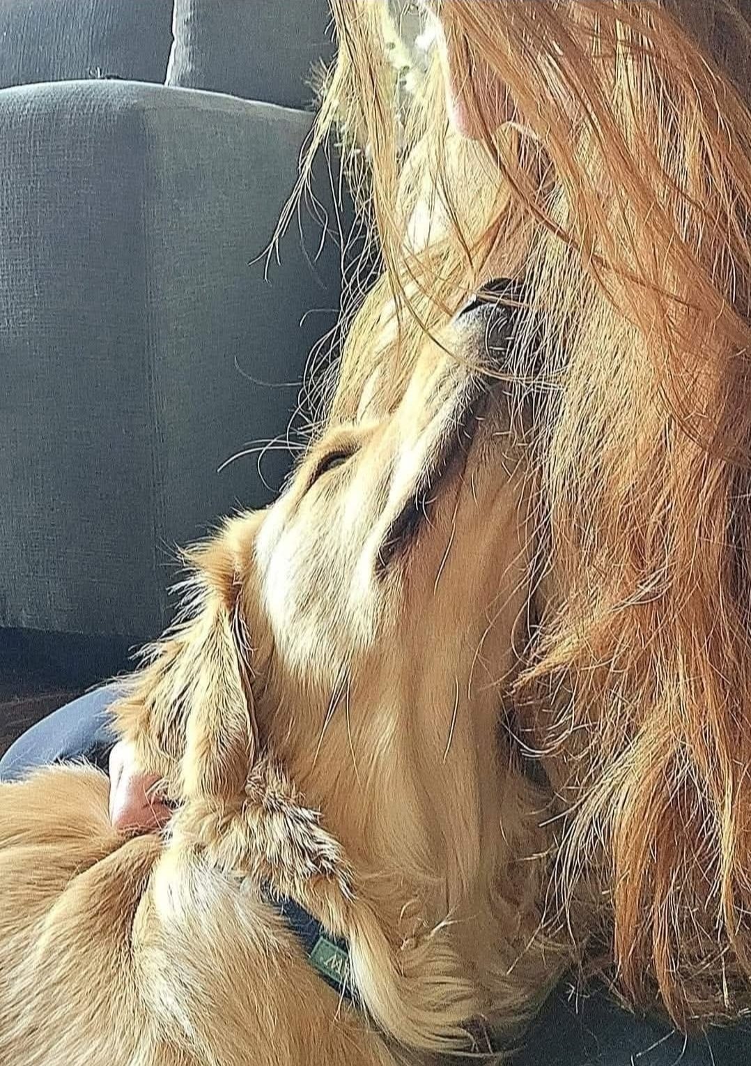Ginger cuddled close to Tay