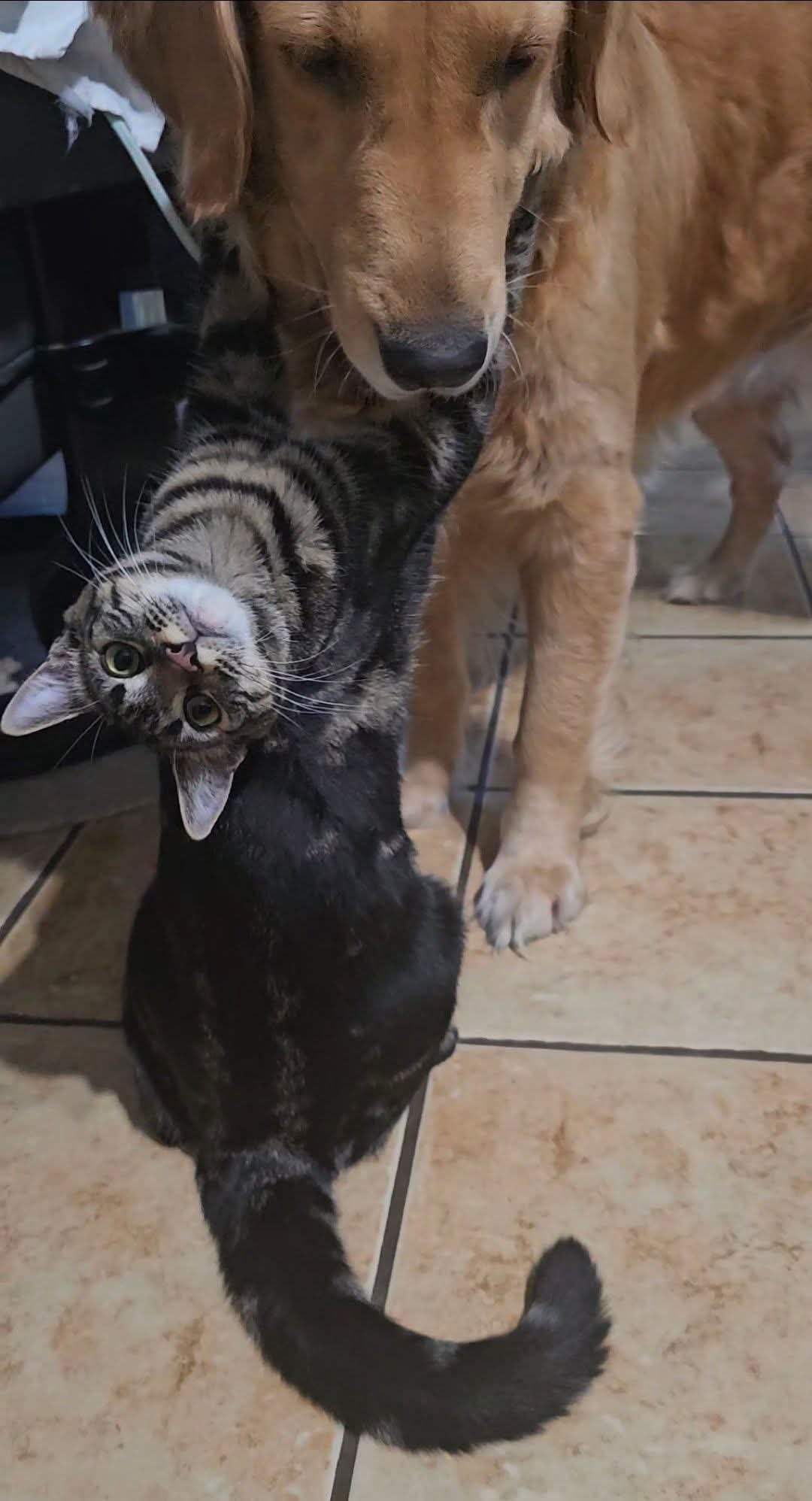 Shadow standing up against Ginger