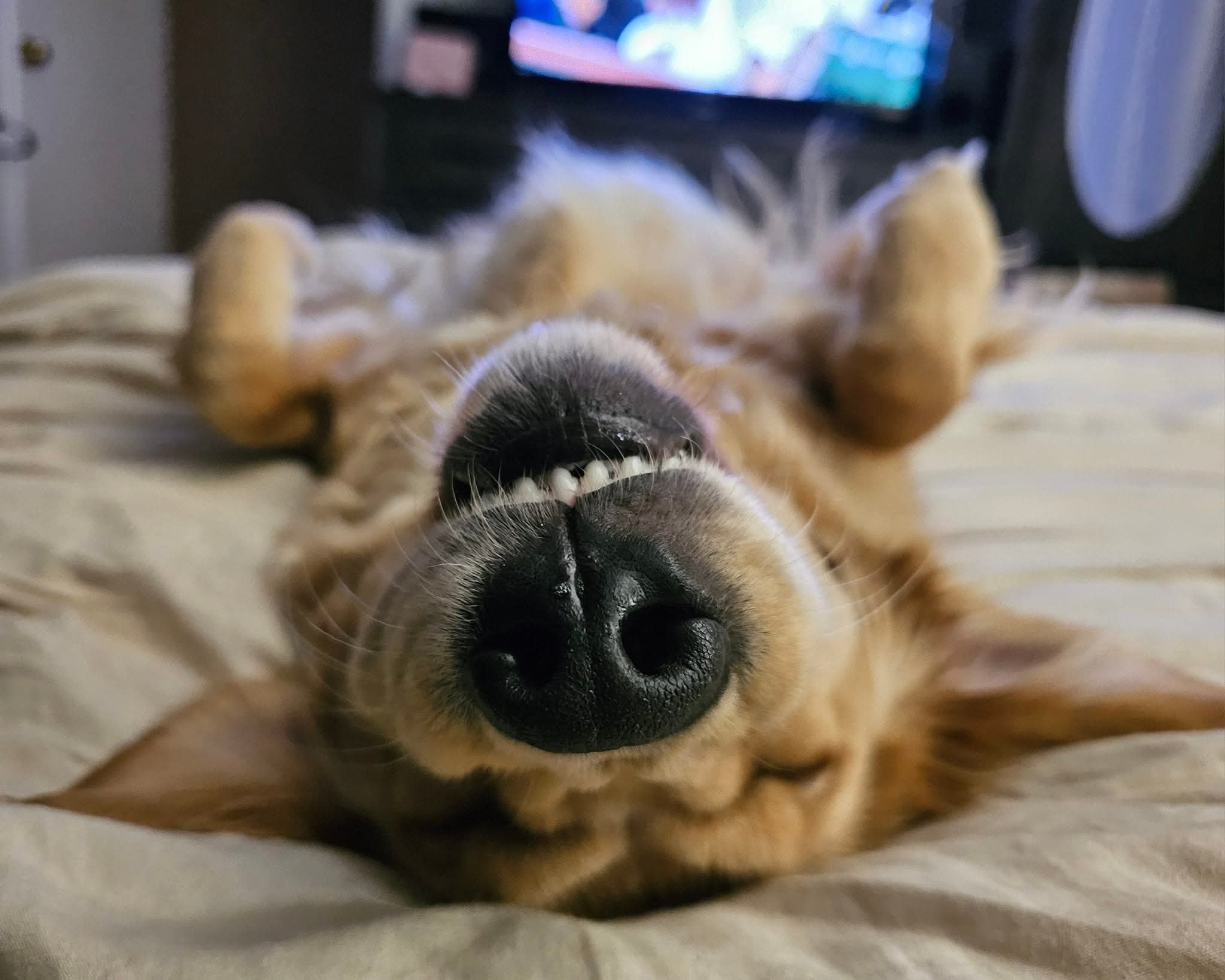 Ginger the golden retriever, upside down and grinning